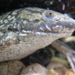 Krallenfrosch (Bild: Peter Halasz, auf Wikipedia zu Krallenfrosch) Krallenfrosch (Bild: Peter Halasz, auf Wikipedia zu Krallenfrosch)